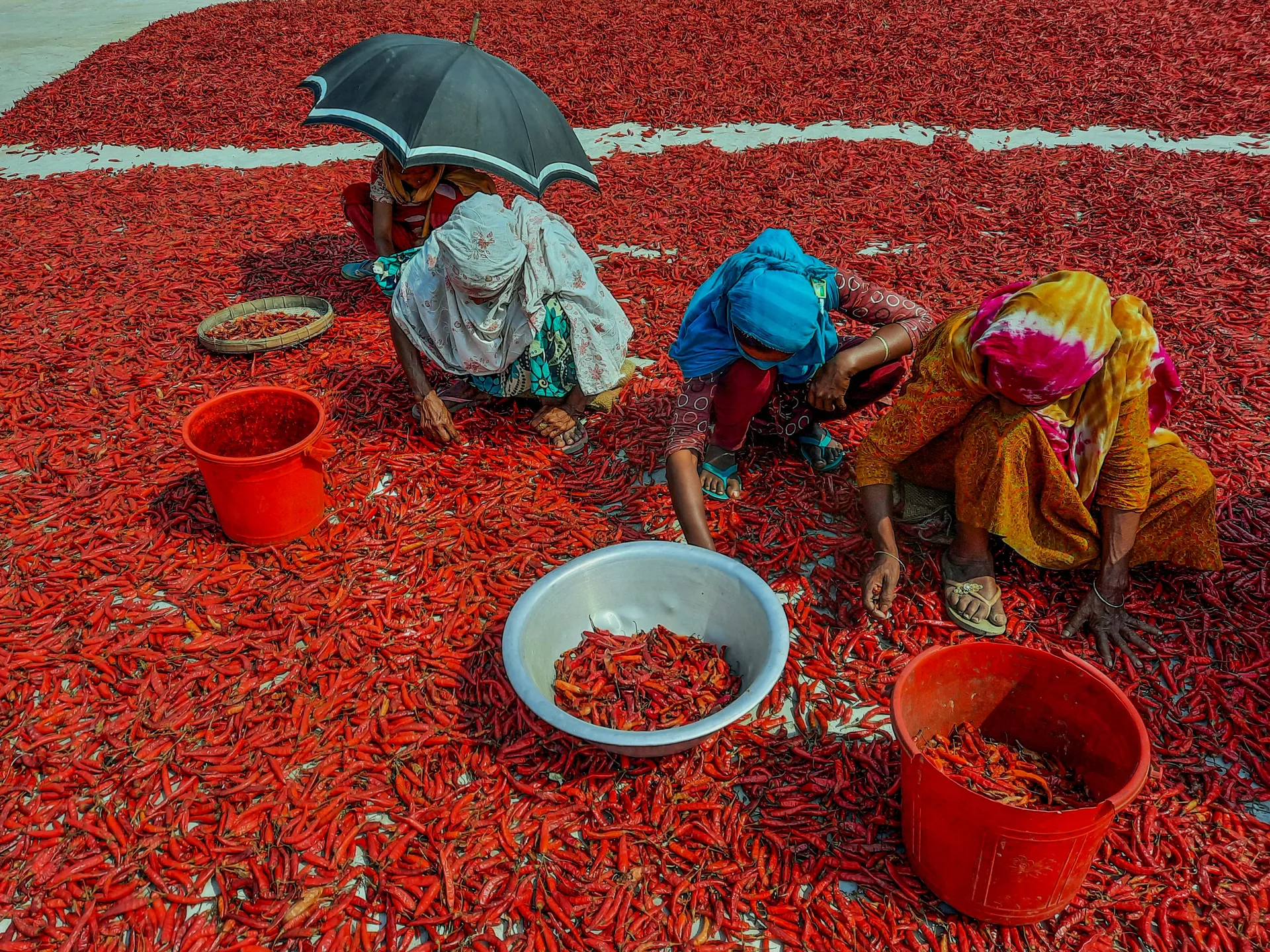 Chilli sorting