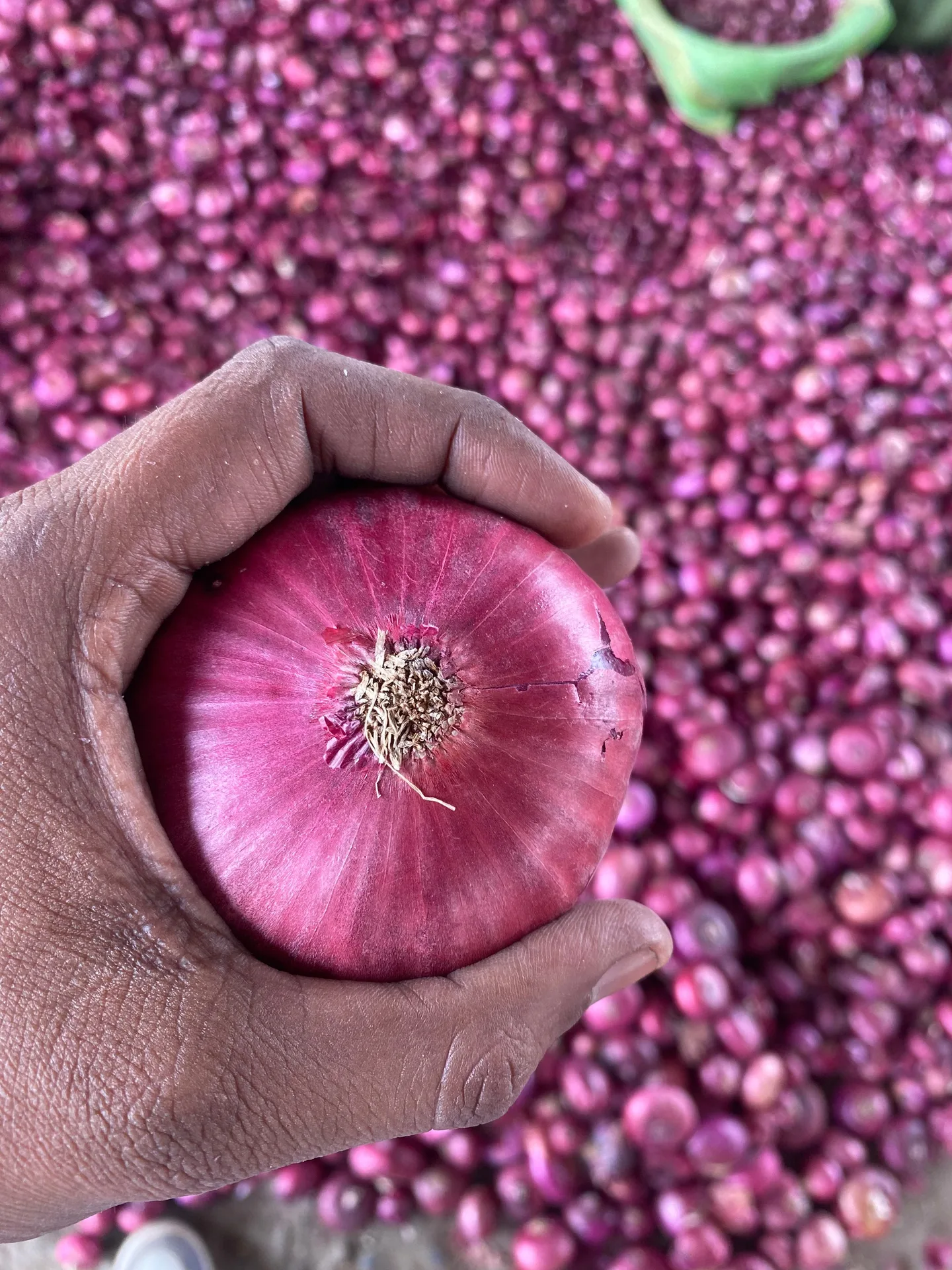 Maharashtra onions