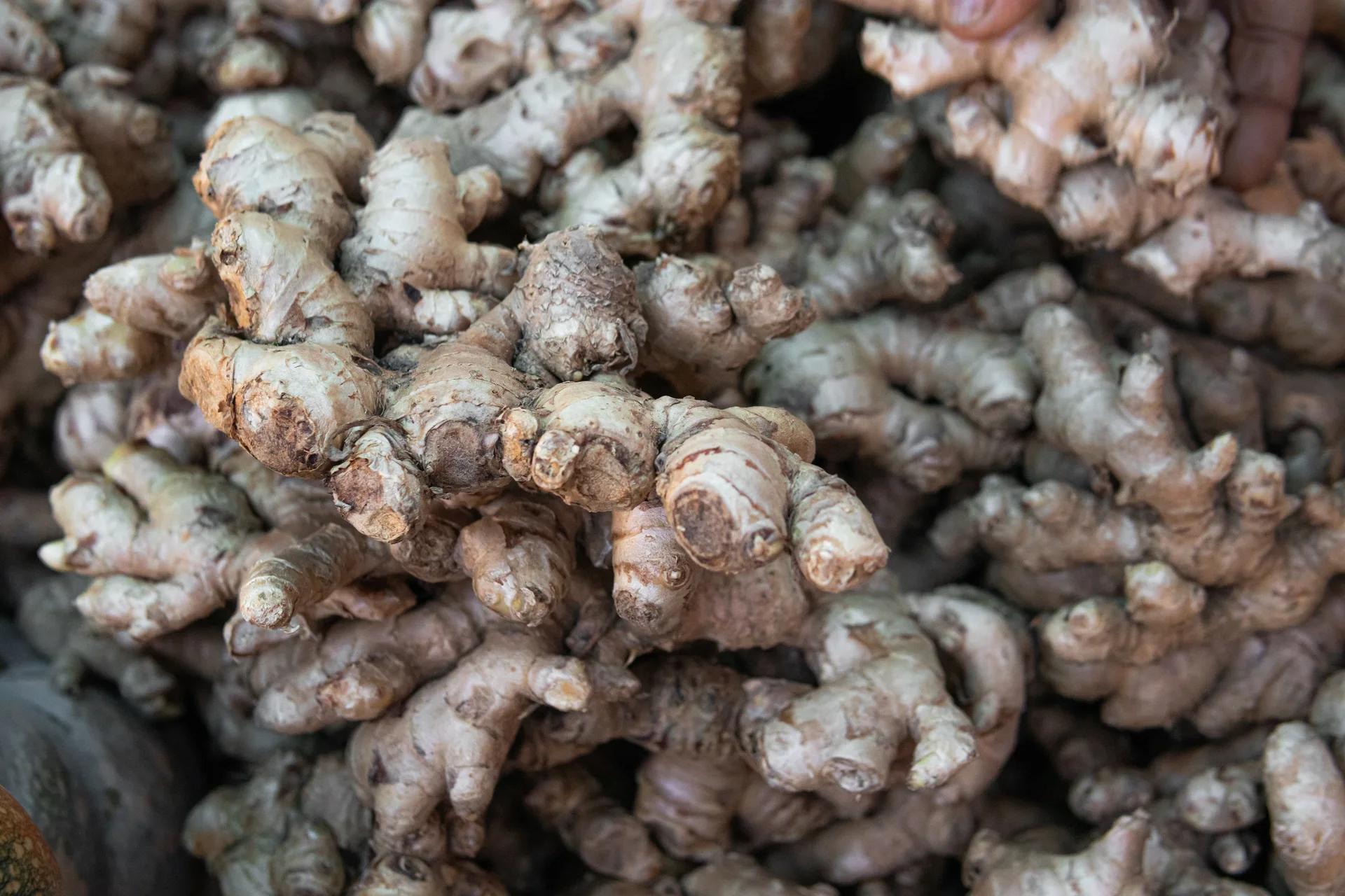 Ginger