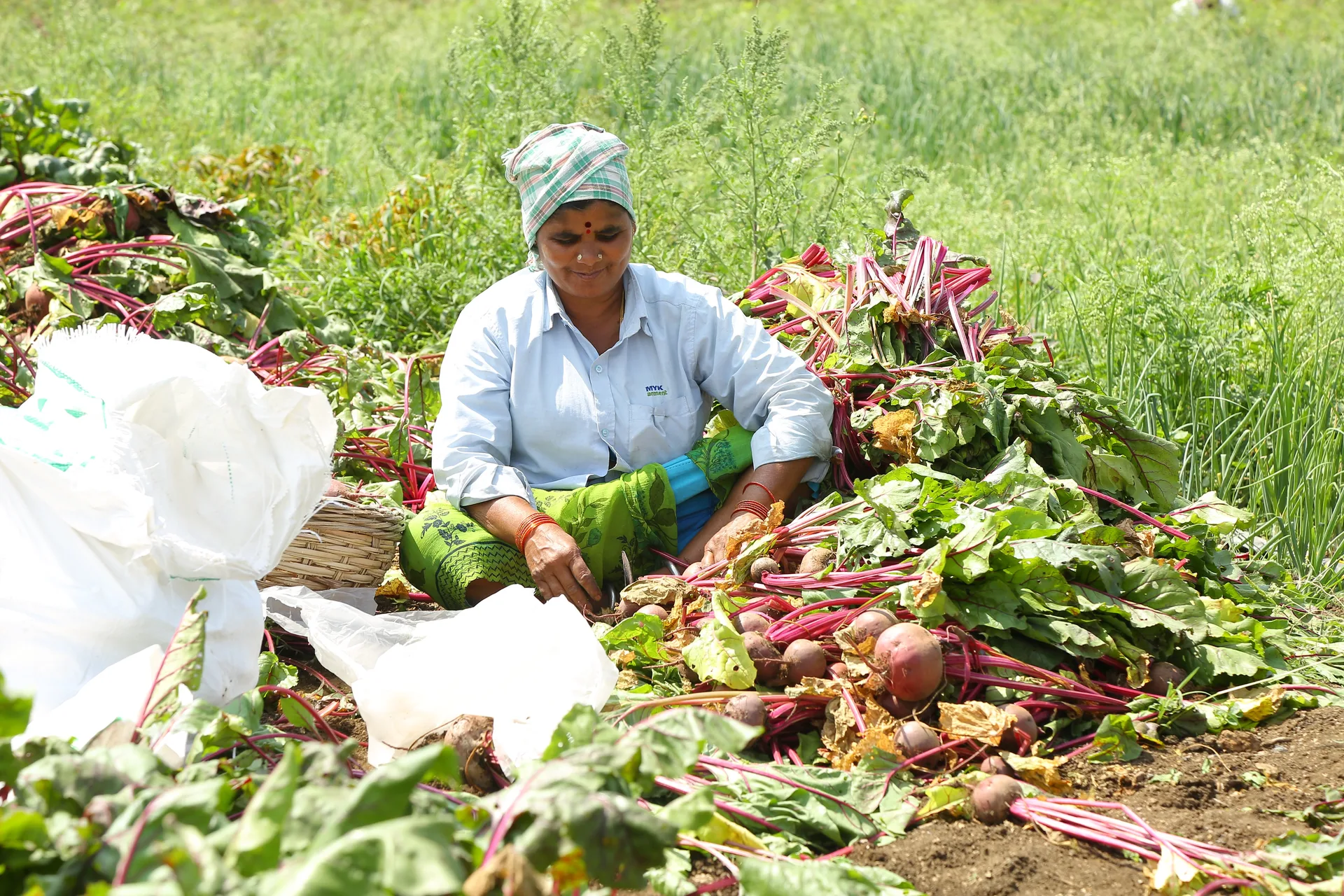Beetroot farm produce maharashtra