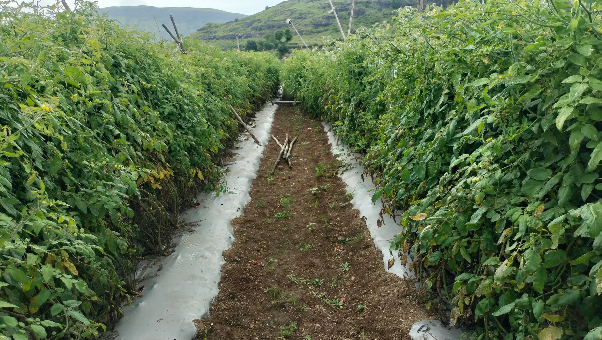 Tomato Fields